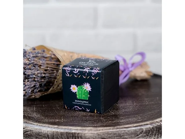 Набор для выращивания «Small village cube «Эхиноцереус» фото 3